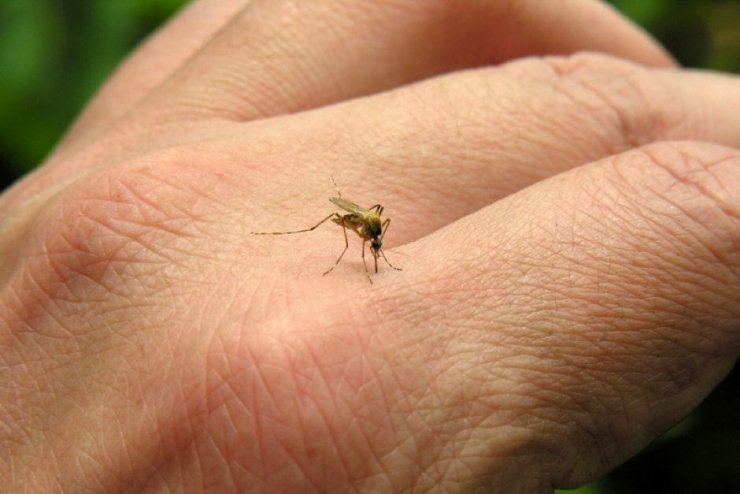 Chikunguña supera los 100.000 casos en Colombia